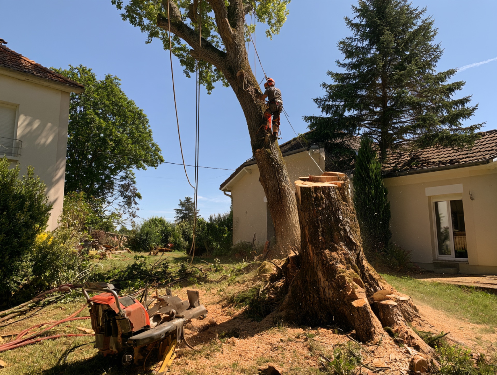 Abattage et démontage sécurisé d'un arbre près d'une maison