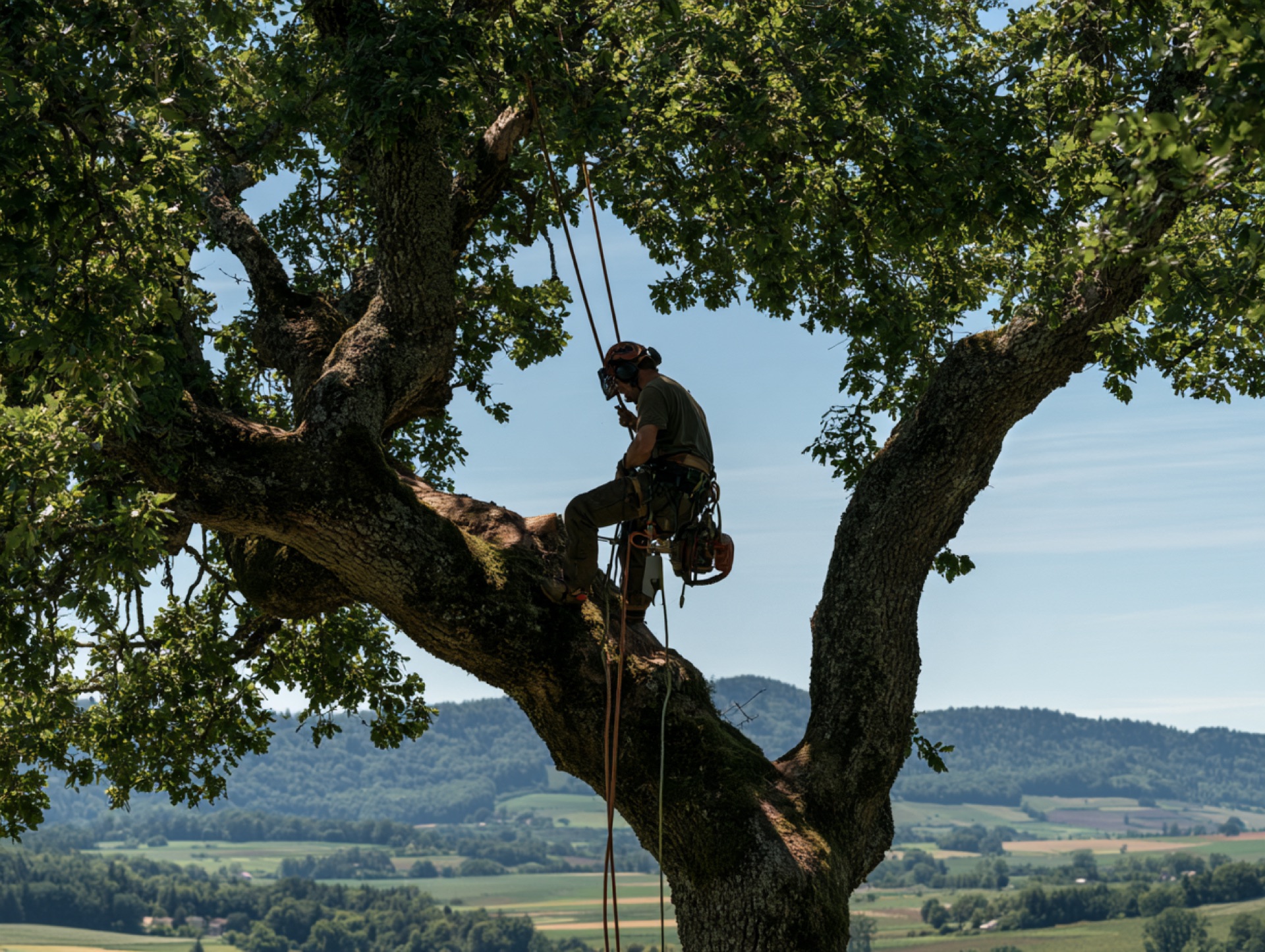 Élagueur-grimpeur taillant un arbre en hauteur en Haute-Saône