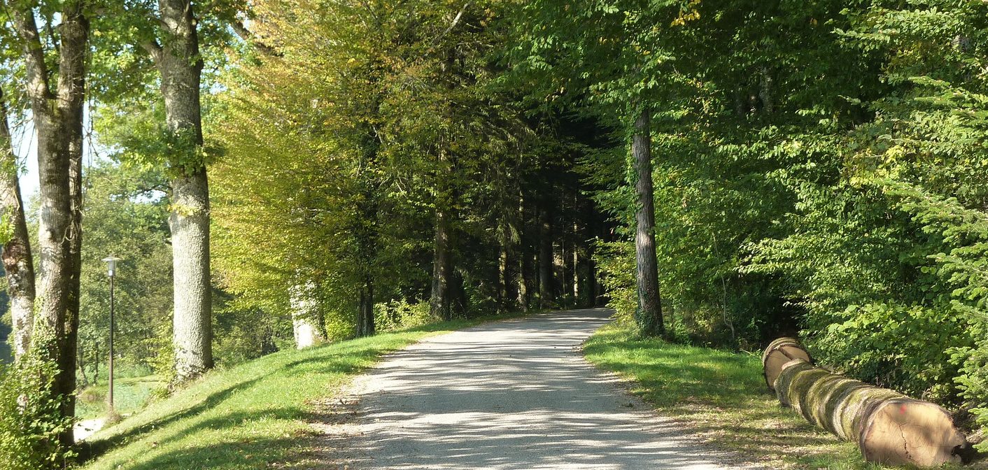 Allée graveleuse bordée d'arbres au bord du lac, avec tronc coupé au premier plan
